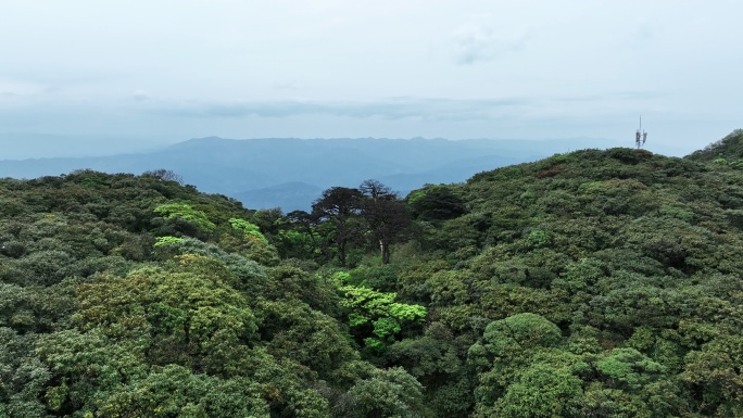 早晨桂林兴安华南第一峰猫儿山上的云和雾