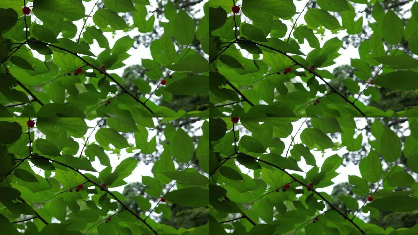绿色树莓叶子  绿叶光影意境