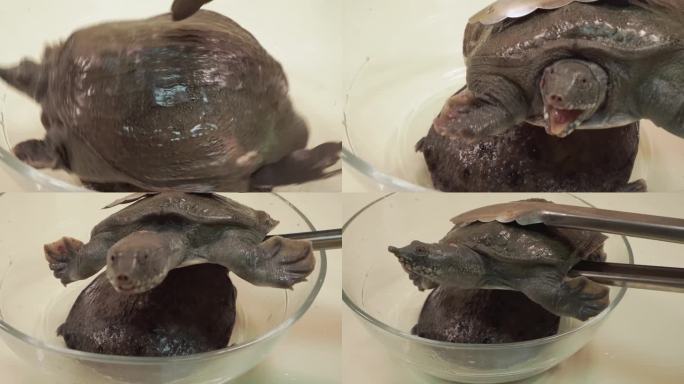 鲜活甲鱼乌龟 (1)