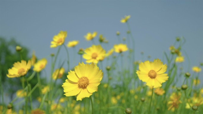 黄色格桑花海