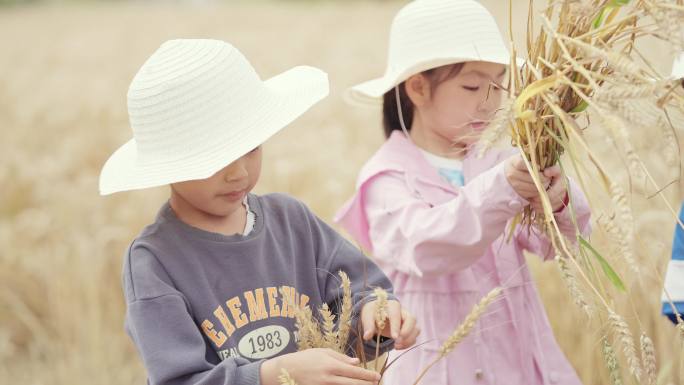 体验农耕 小朋友收割小麦 乡村游 研学