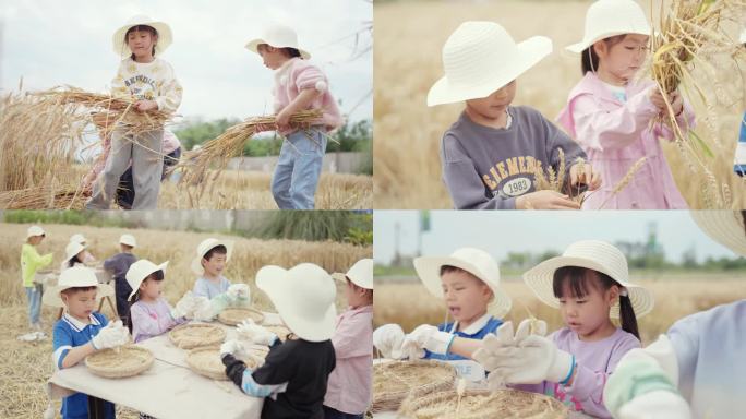 体验农耕 小朋友收割小麦 乡村游 研学