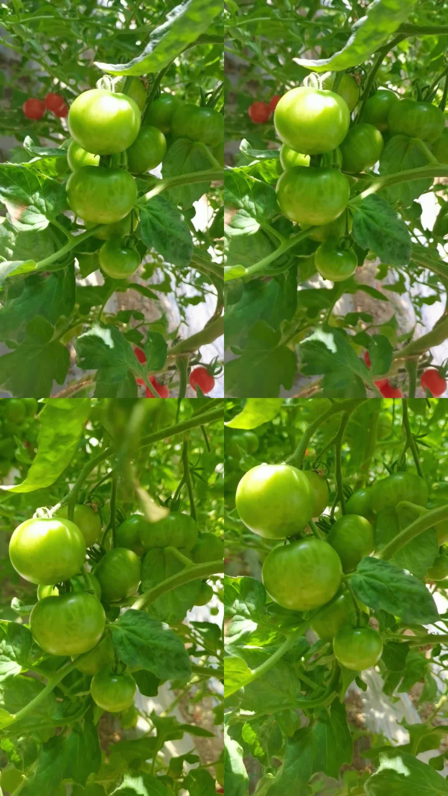 农业西红柿一串番茄