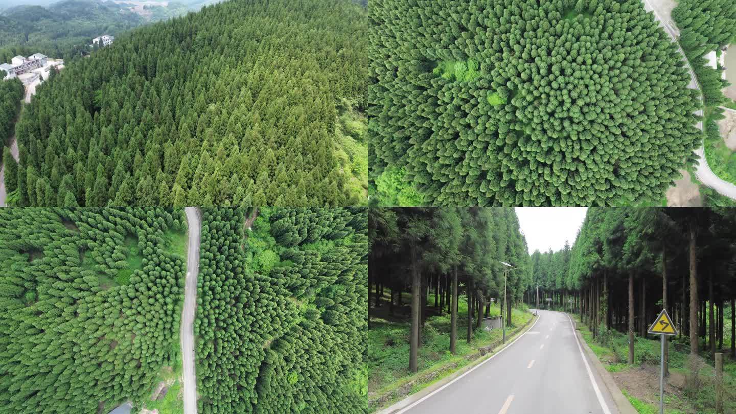 4K人工种植林