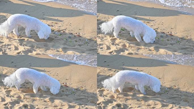 海边的白色小狗
