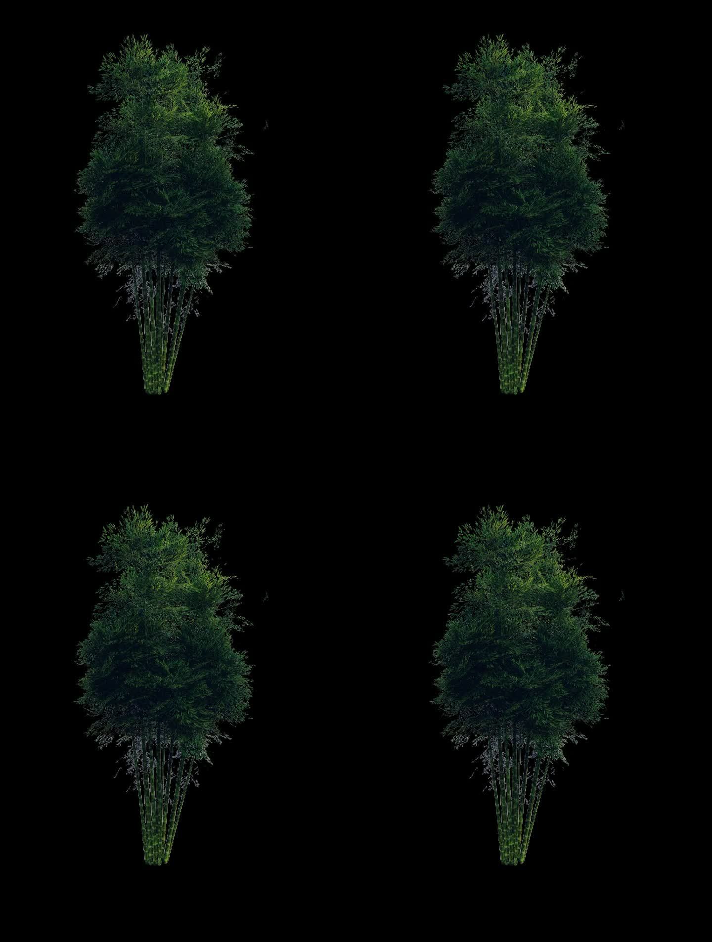 竹子 竹林 通道 场景 植物