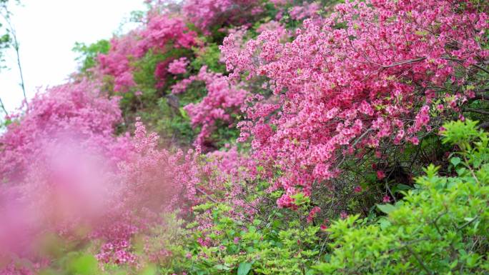 鲁山杜鹃花