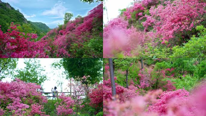 鲁山杜鹃花