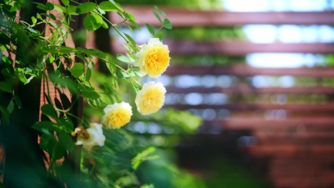 小清新学校鲜花唯美春天空境