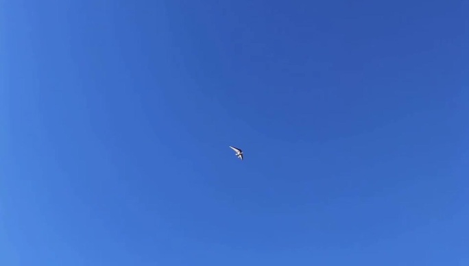 鸟从天空飞过