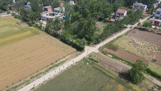 河南乡村麦地田地住宅2