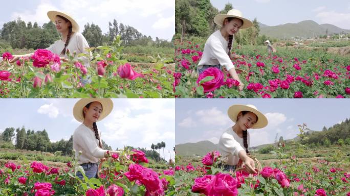 手提花篮在花田采摘玫瑰花的姑娘