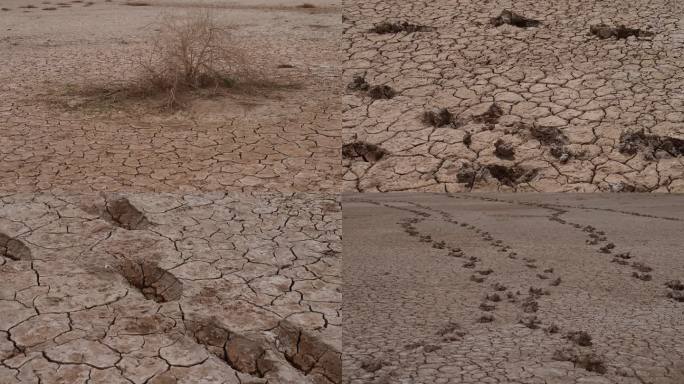 地裂 枯枝 根系 干旱 缺水 盐碱地 沙
