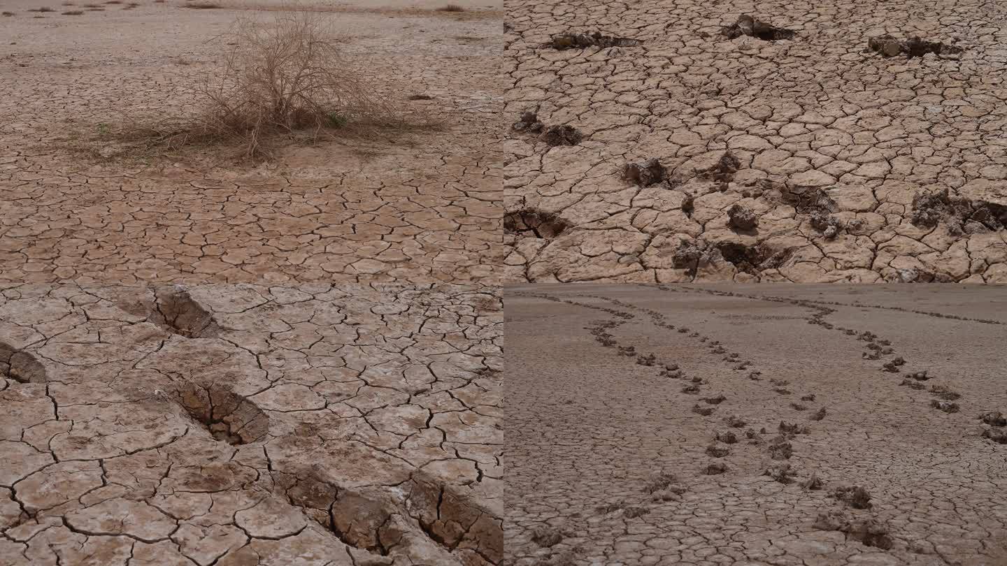 地裂 枯枝 根系 干旱 缺水 盐碱地 沙