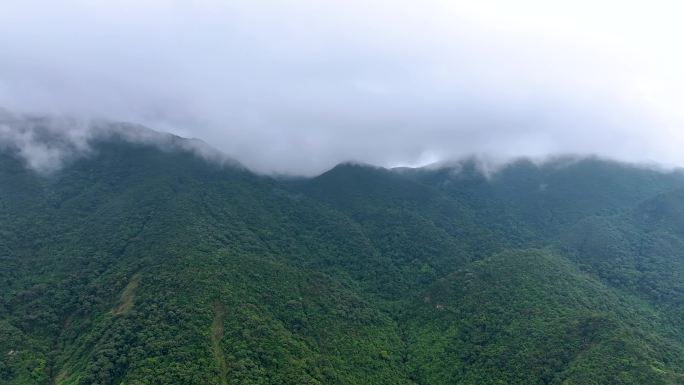 原始森林高山流云