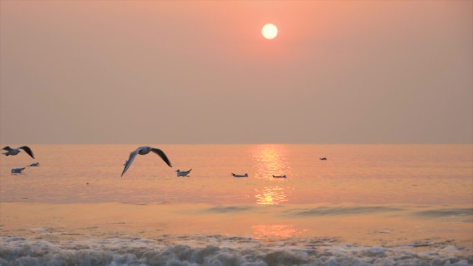 大海海鸥朝阳夕阳日出