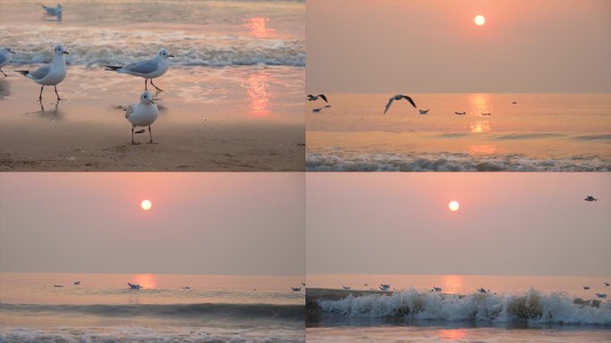 大海海鸥朝阳夕阳日出