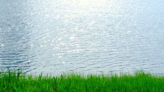 阳光湖面 湖水光斑波光粼粼 湖边水草青草