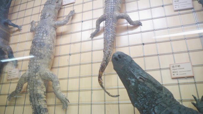 鳄鱼标本