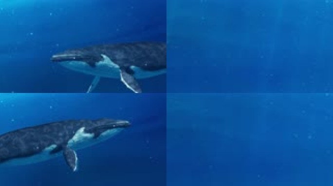 8K海底世界之鲸鱼互动投影循环背景