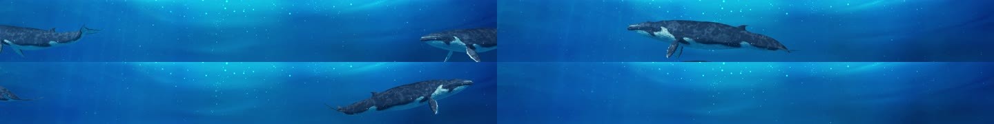 8K海底世界之鲸鱼互动投影循环背景