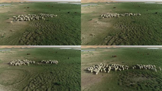 大漠绿洲羊群