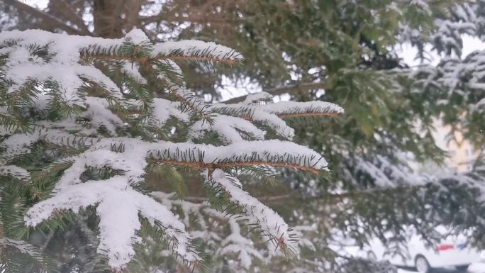 雪中松枝