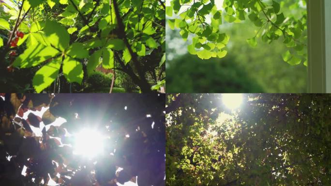 实拍阳光下的树叶树林