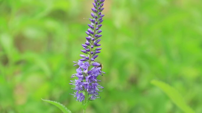 穗花婆婆纳 兔儿尾苗 紫色花穗 蜜蜂采花