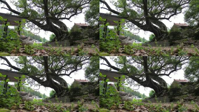 千年古树避暑山庄