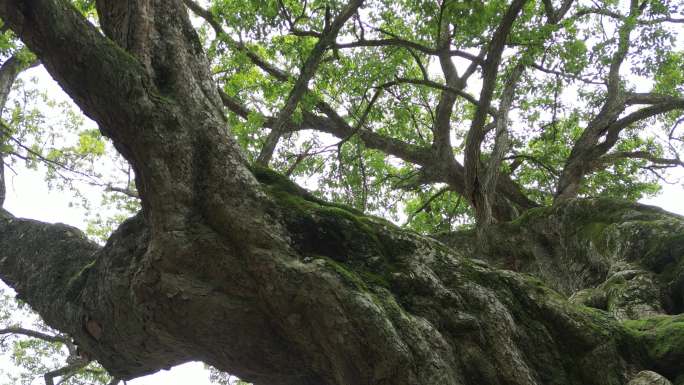 千年古树见证历史沧桑