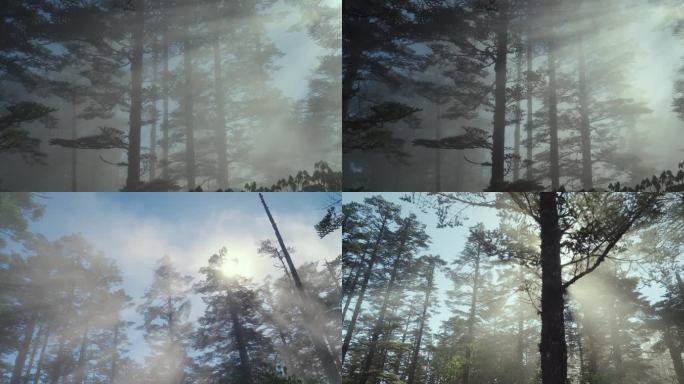 迷雾森林 雾气弥漫的森林4K延时