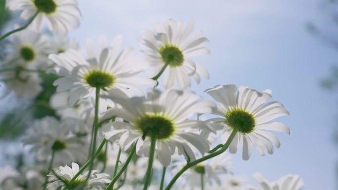 小雏菊 野外花海 唯美小清新 夏天鲜花