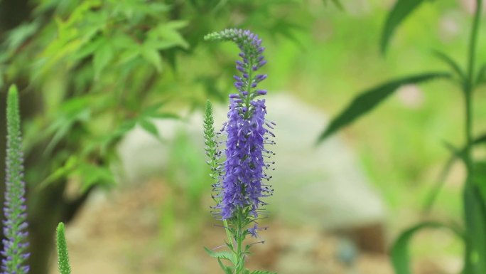 穗花婆婆纳 兔儿尾苗 紫色花穗