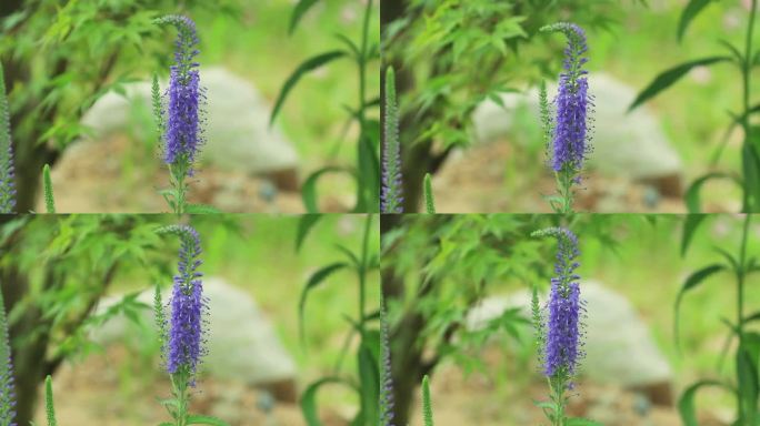 穗花婆婆纳 兔儿尾苗 紫色花穗