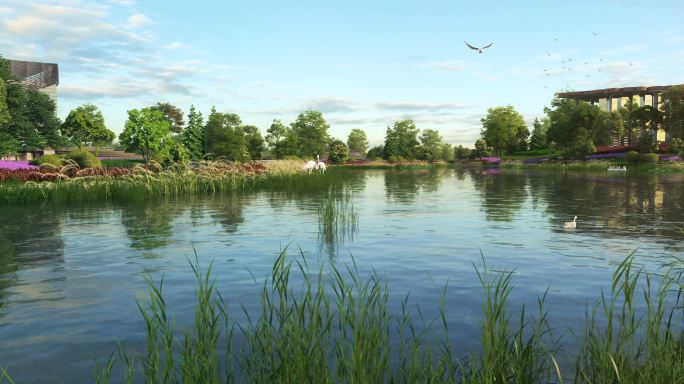 通州规划湿地公园 飞鸟芦苇 池塘沼泽水草