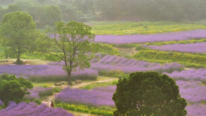 武汉光谷九峰山花海公园航拍风光