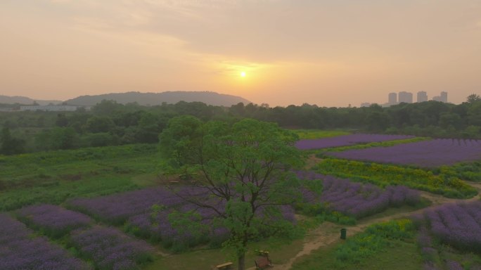 武汉光谷九峰山花海公园航拍风光