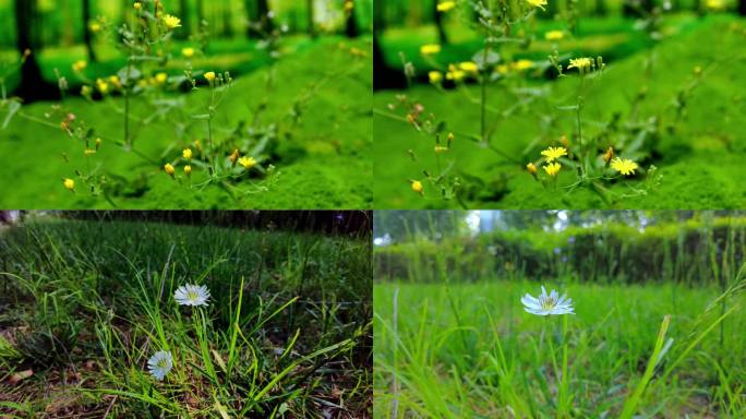 苦菜花