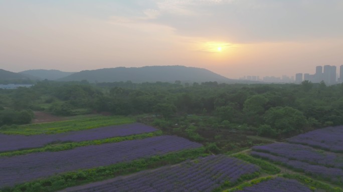 武汉光谷九峰山花海公园航拍风光