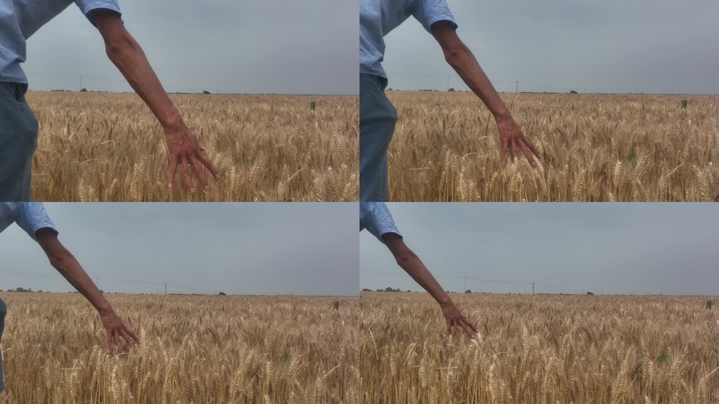 农民摸着麦子 走在地里