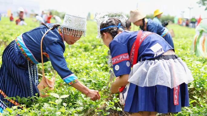 横洲茉莉花采摘02