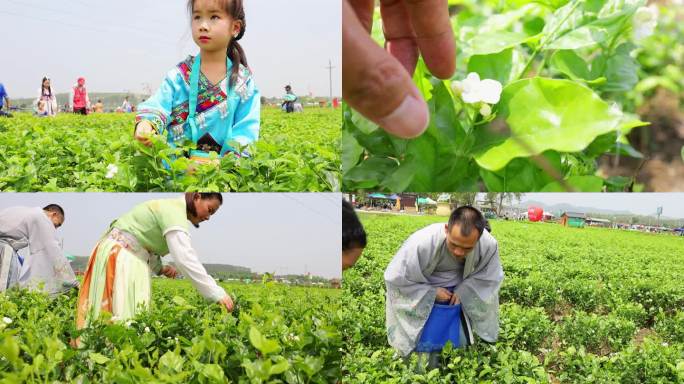 横洲茉莉花采摘02