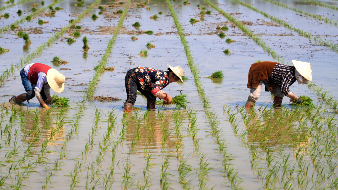 农民插秧素材 国家杂交水稻制种基地 插秧