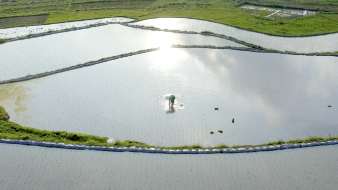 水稻种植插秧农田耕种种植水稻航拍