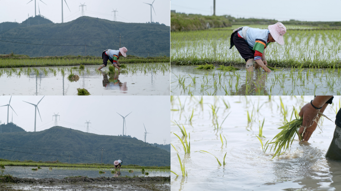 农田插秧水稻种植大米种植