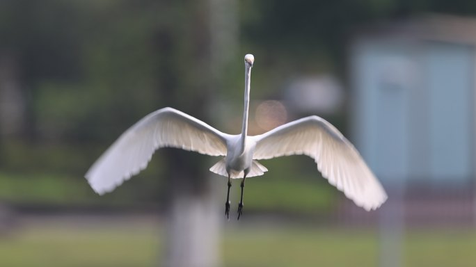 白鹭扇动翅膀朝镜头飞来的慢动作