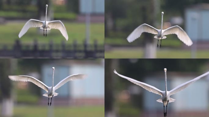 白鹭扇动翅膀朝镜头飞来的慢动作