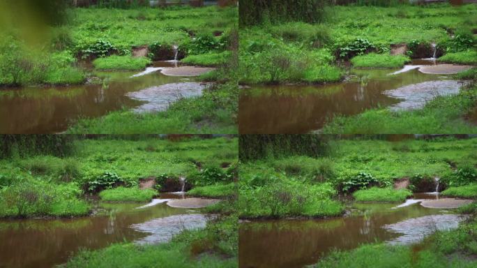 【正版素材】自然环境绿色植物小溪流水