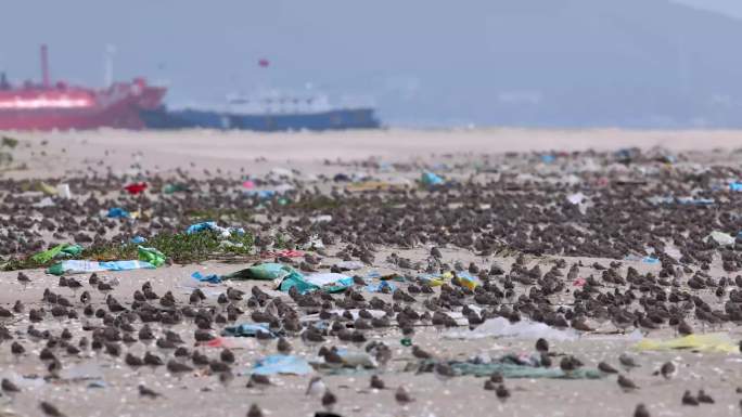 海岸垃圾与鸟类
